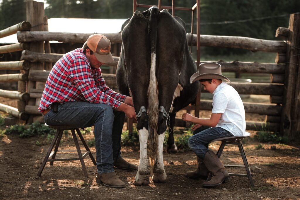 Father and son milking a cow during their family horseback riding vacations